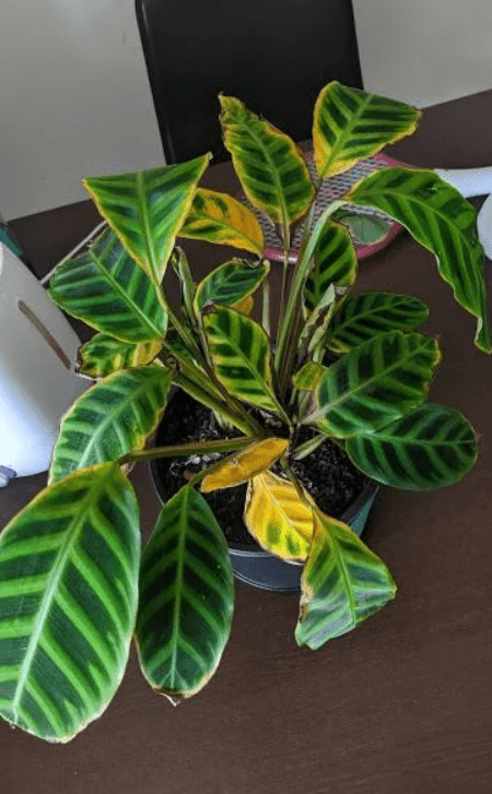 Yellowing Leaves 