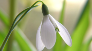 Snowflake Flower