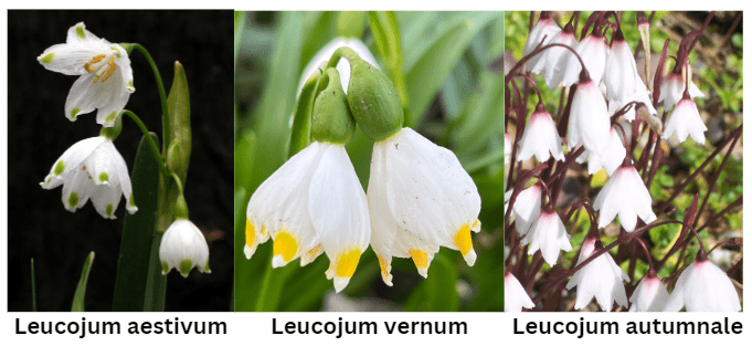 Common varieties of Snowflake Flower