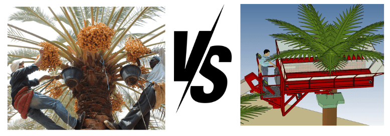 Manual vs. mechanical harvesting dates fruit