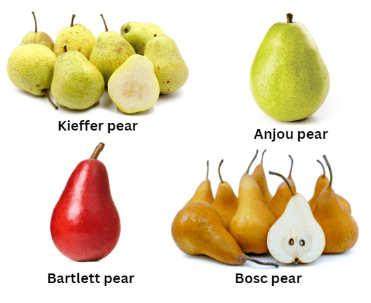 Common Pear Tree Varieties 