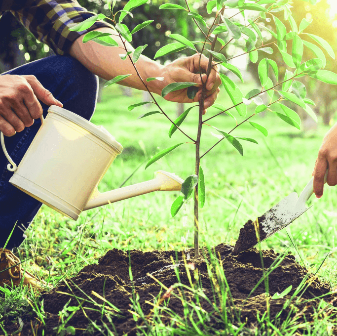 Watering schedule