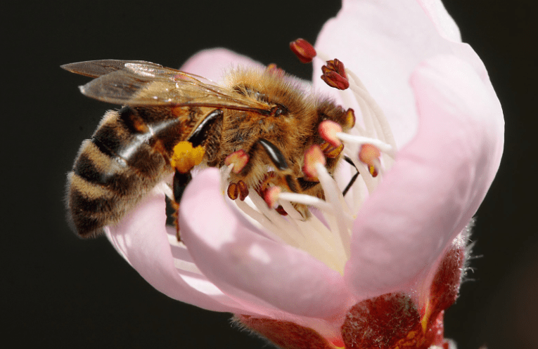 Pollination and Its Role in Pear Flowering