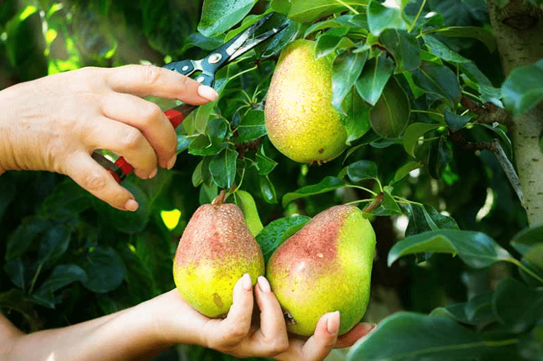 How to Harvest Pears