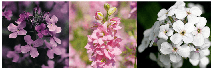 Flower color variations of Sweet Rocket