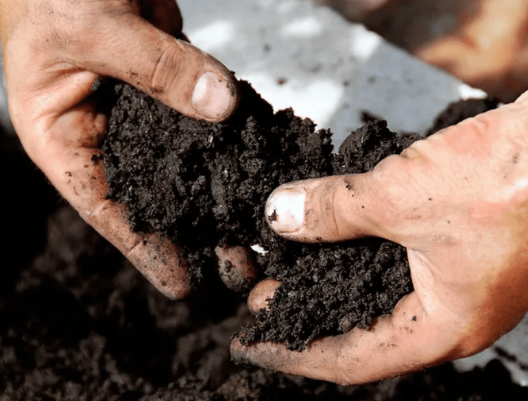 Soil Preparation for Sweet Rocket