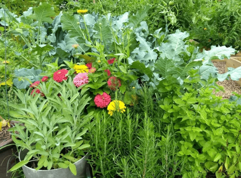 Companion Planting 