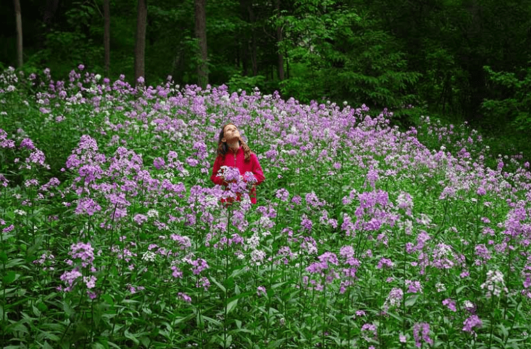 Creating a Fragrant Garden