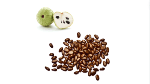 Cherimoya Seeds