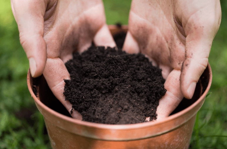 Choosing the Right Soil for Cherimoya Seeds