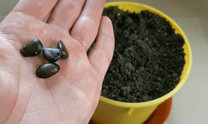 Depth and spacing for planting Cherimoya Seeds