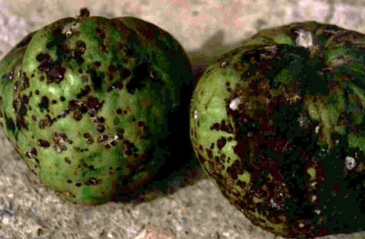 Common pests that affect Cherimoya seedlings