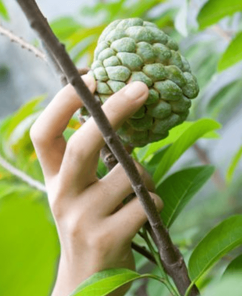 Harvesting the Fruit 