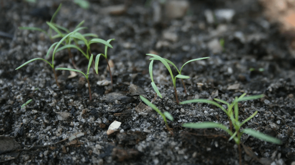 Carrot Sprouting