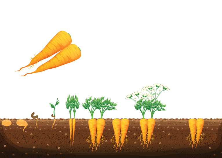 The growth stages of a carrot 