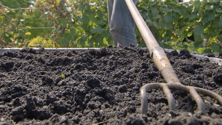 Soil preparation for Carrot Sprouting