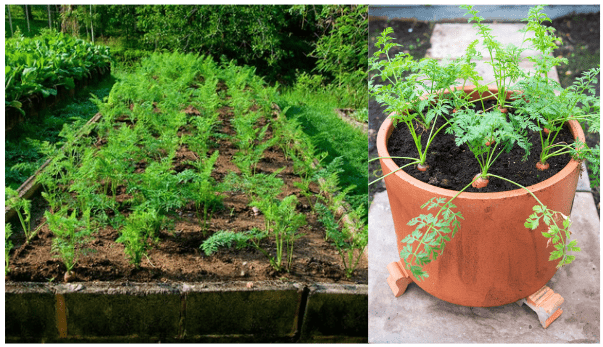 Choosing between raised beds or containers 