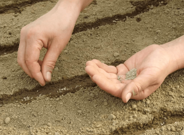 planting carrot seeds