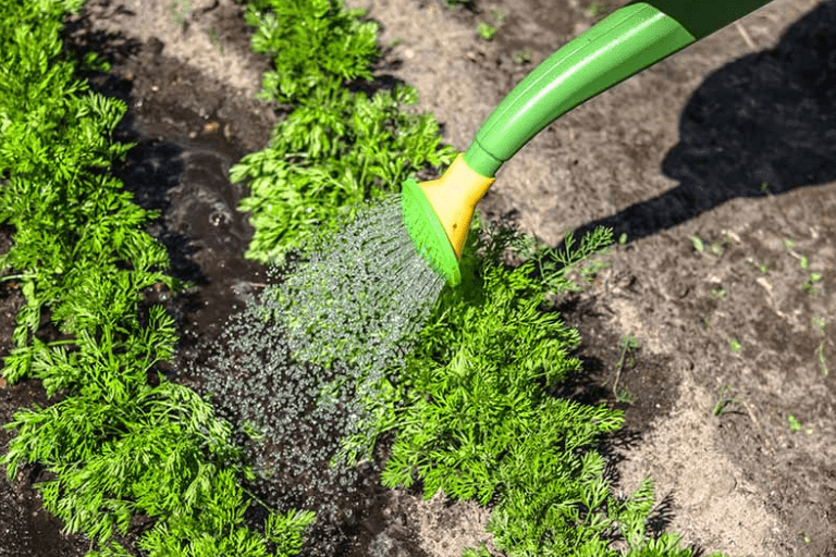  Watering techniques