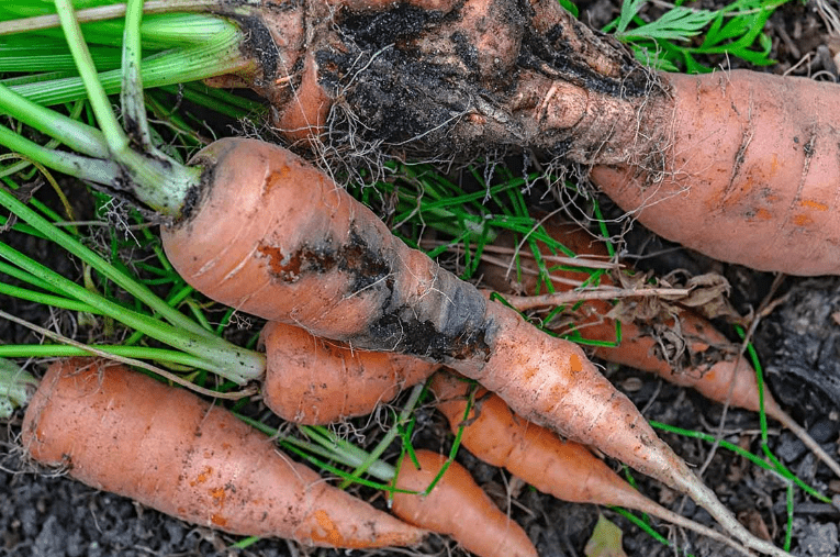  Pest and disease management for young carrot plants 