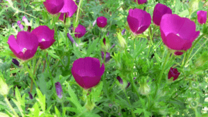 Poppy Mallow Plants