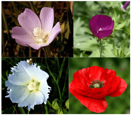 Varieties of Poppy Mallow Plants 