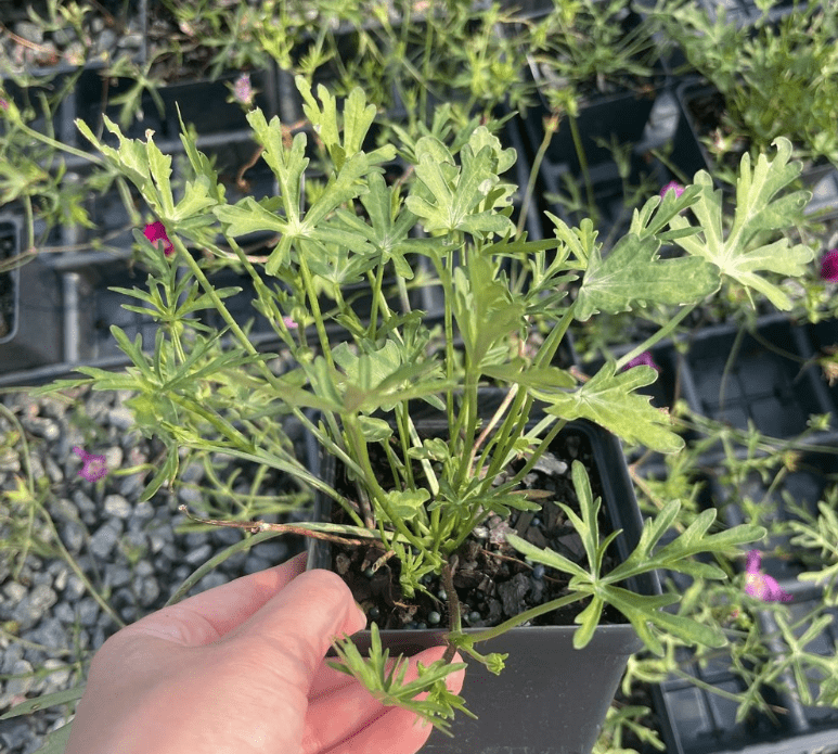  Planting Process of Poppy Mallow Plants