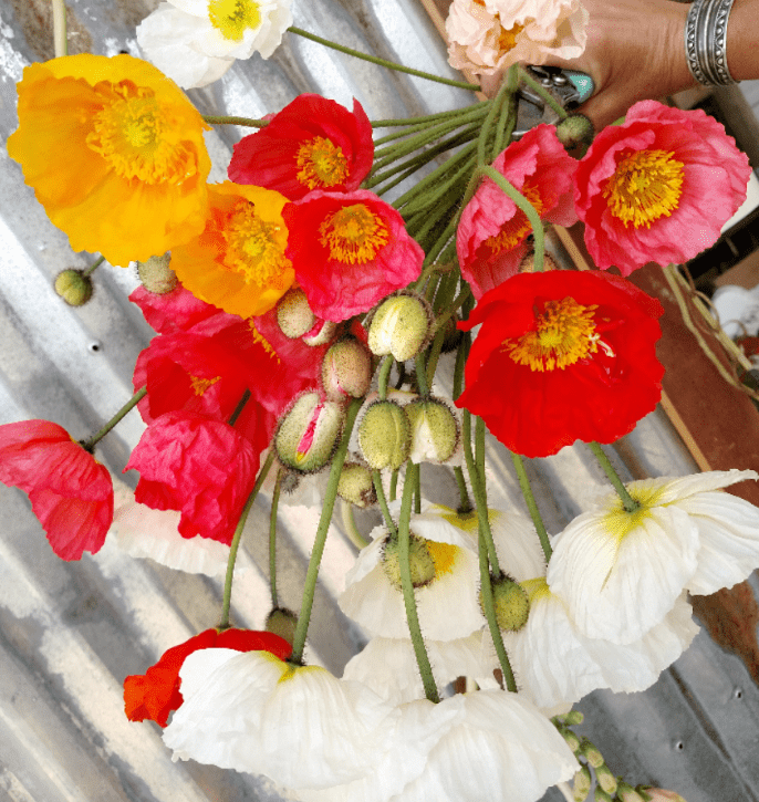 Cutting Flowers for Arrangements