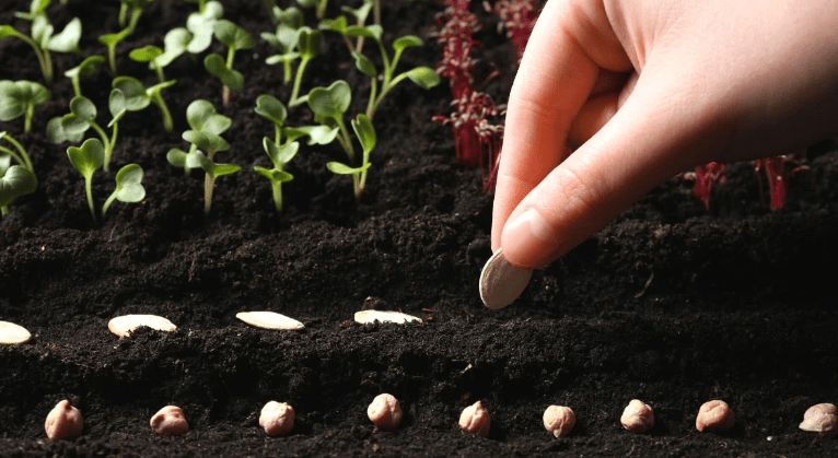 Starting Seeds Indoors vs. Direct Sowing 