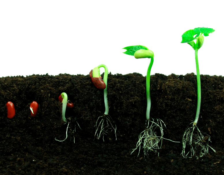 Planting Techniques for Lima Beans Plant