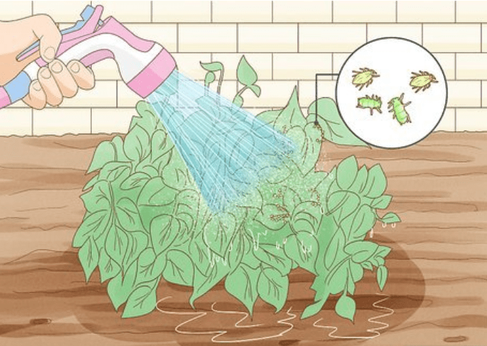 Watering Lima Beans Plant