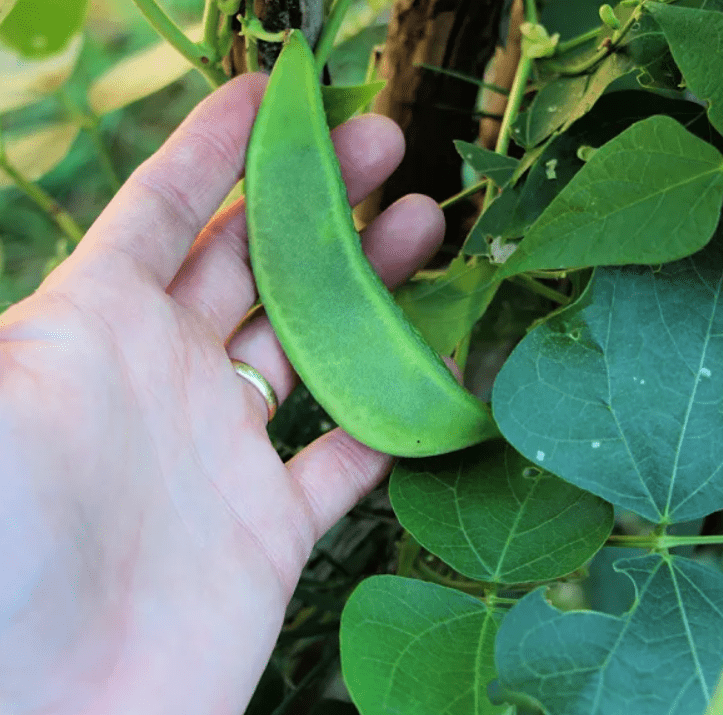 Harvesting Techniques