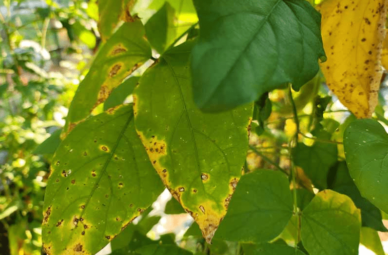 Yellowing Leaves or Stunted Growth 