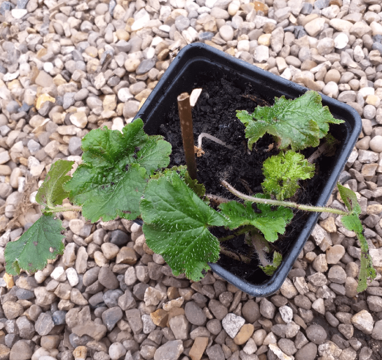  Planting Techniques for Fringe Cup 