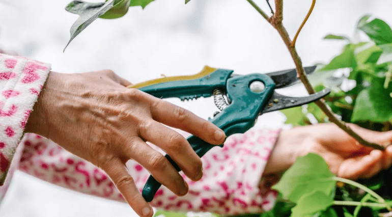  Pruning and deadheading