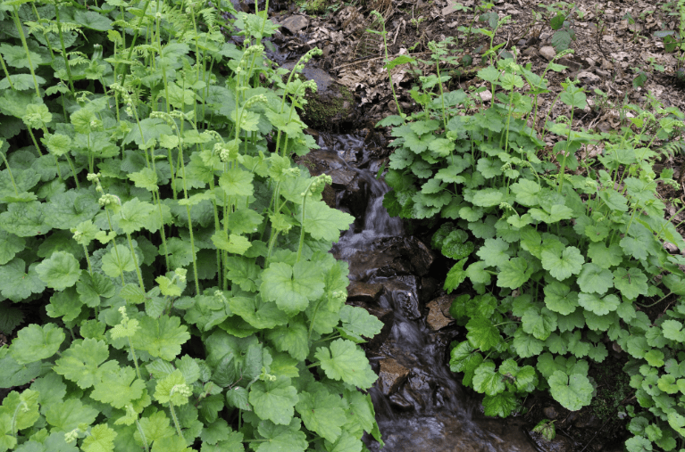 Mulching for winter protection 