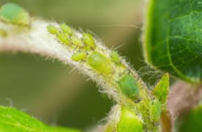 Common pests that affect Fringe Cup