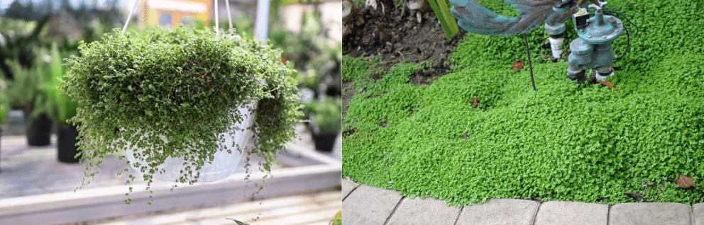 Benefits of Using Soleirolia as Ground Cover 