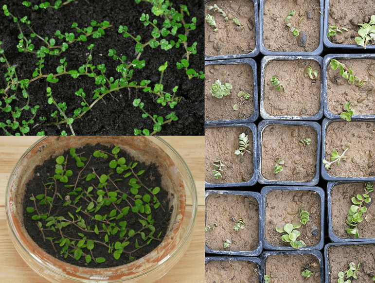 Planting techniques: Seeds vs. transplants