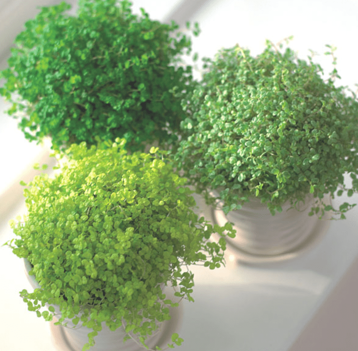  Soleirolia in containers 