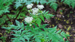 Sweet Cicely Plant