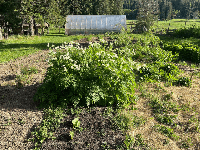 Companion Planting 