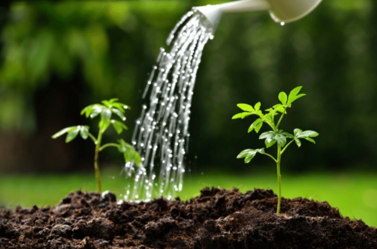 Watering Sweet Cicely Plant