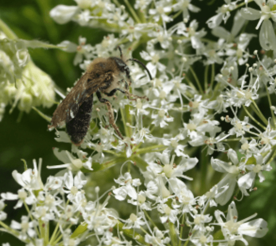 Managing Pests and Diseases 