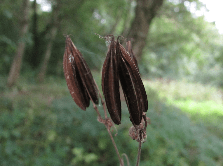 Sweet Cicely Harvesting Leaves and Seeds 