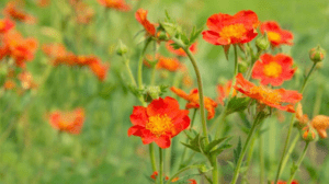 Geum Plant