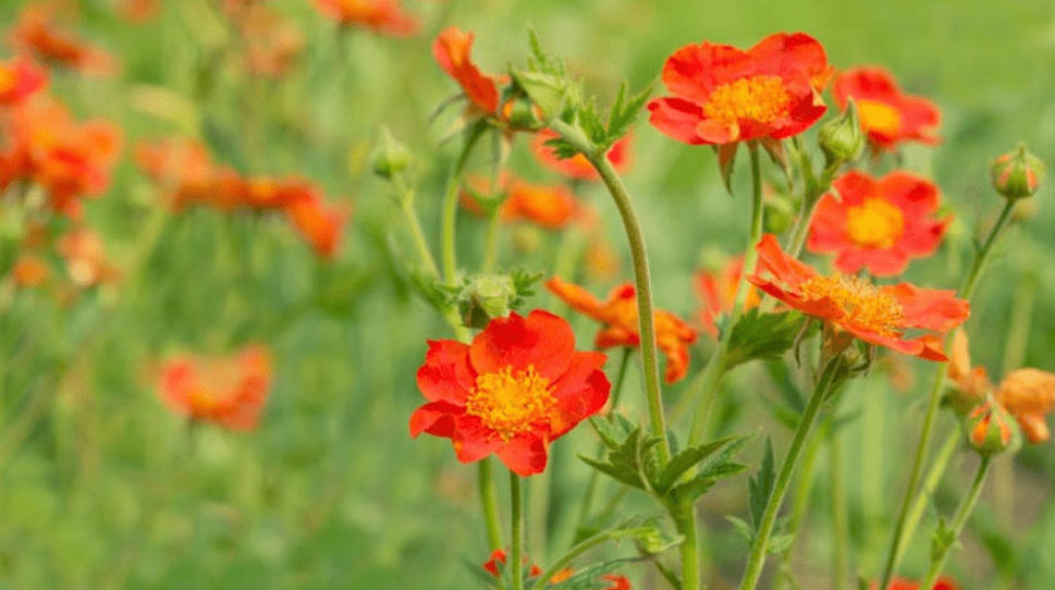 Geum Plant