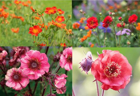 Color variations of Geum Plant 