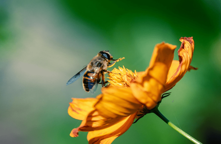 Benefits of including Geum in your garden 