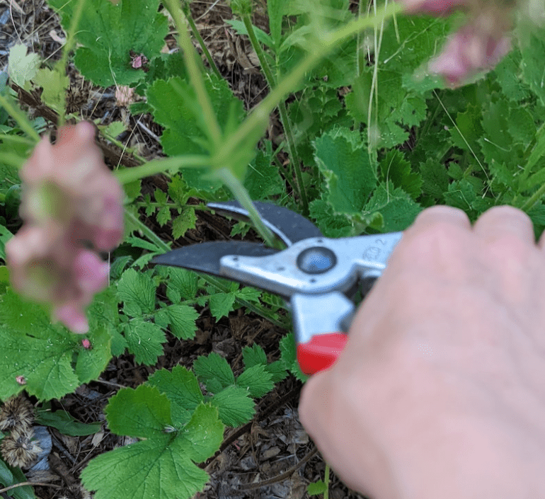  Pruning and Deadheading 